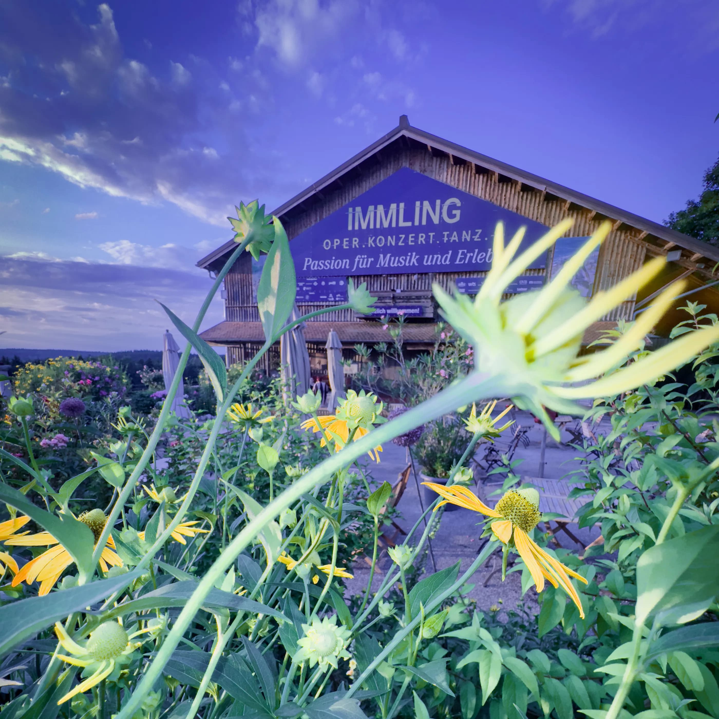 Immling Blumen Sonnenhüte